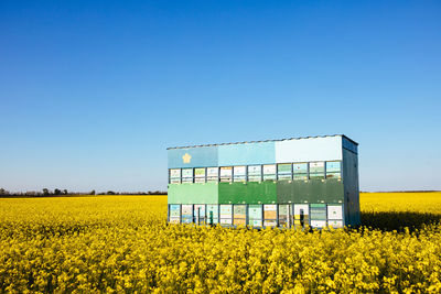Trailer full of a beehive in the middle of a yellow oilseed field. summer day without of clouds