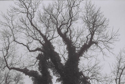 Low angle view of silhouette bare tree against sky