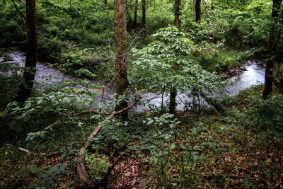 Scenic view of lake in forest