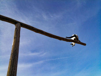 Low angle view of bird flying against sky