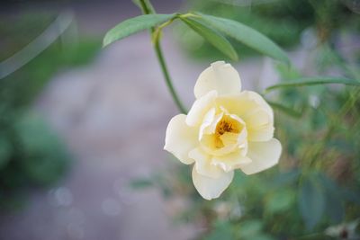 Close-up of white rose flower