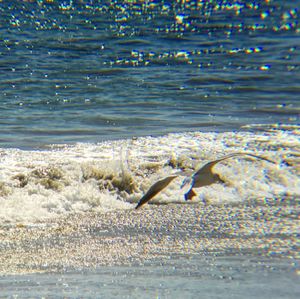 Ducks swimming in sea