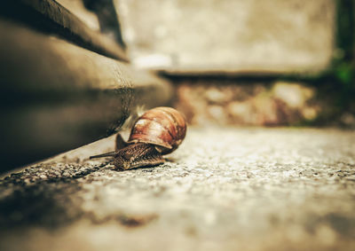 Close-up of snail