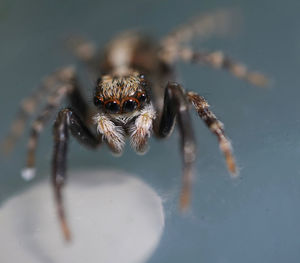 Super close up macro of pseudeuophrys lanigera, a species of jumping spider .