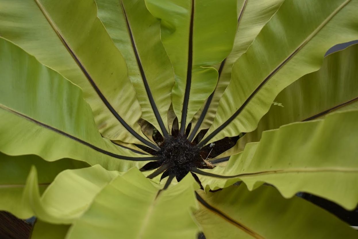 FULL FRAME SHOT OF GREEN LEAVES ON PLANT