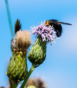 Close-up of bee pollinating on flower