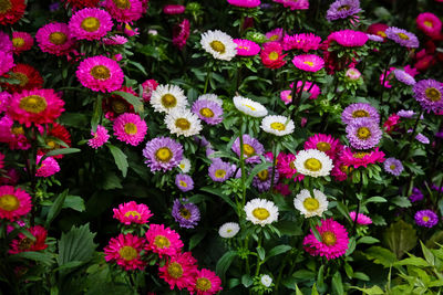 Close-up of flowers