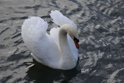 High angle view of swan in lake