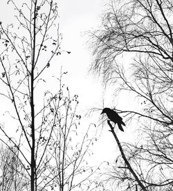 Low angle view of silhouette bird flying against sky
