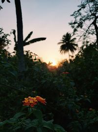 Close-up of orange flowering plant against sky during sunset