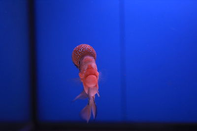 Close-up of jellyfish swimming in sea