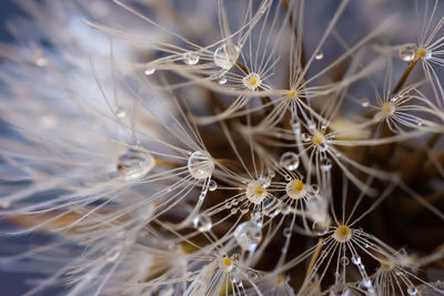 Close-up of dandelion on plant