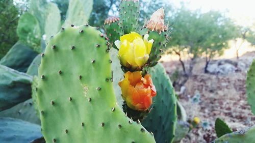 Close-up of prickly pear cactus