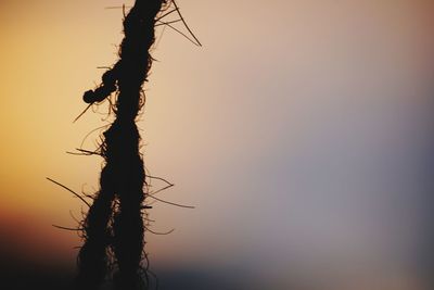 Close-up of silhouette tree against sky during sunset