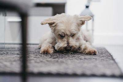 Portrait of a senior ganaraskan dog, laying on the carpet at home, eating a treat, selective focus.