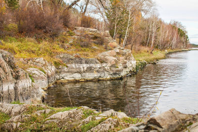 Scenic view of river stream in forest