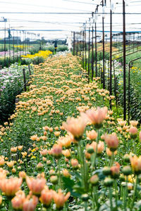 View of flowering plants in field