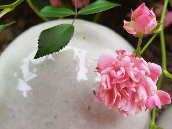 Close-up of pink roses