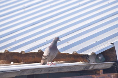 High angle view of pigeon perching on roof