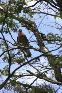 Low angle view of bird perching on tree against sky