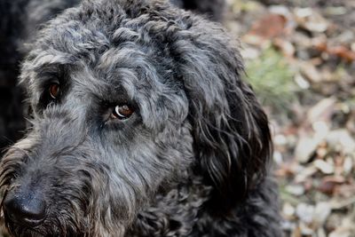 Close-up portrait of dog