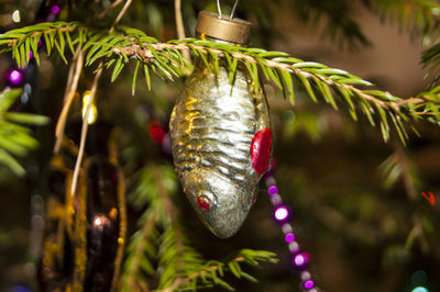 Close-up of christmas tree