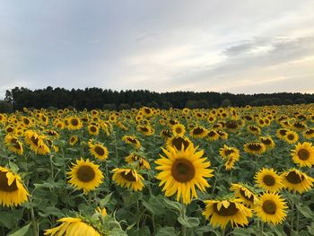 Sunflowers blooming on field against sky