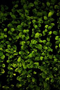 Full frame shot of plants