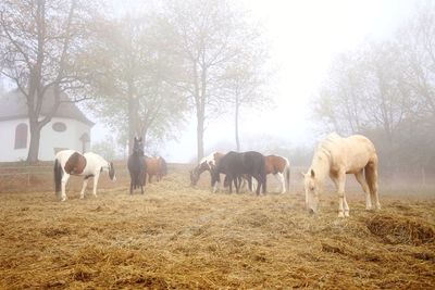 Horses grazing in a field