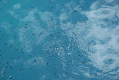 Full frame shot of fish swimming in sea