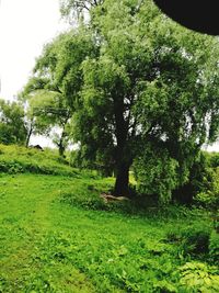 Trees in forest