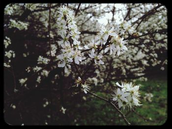 Close-up of white flowers blooming on tree