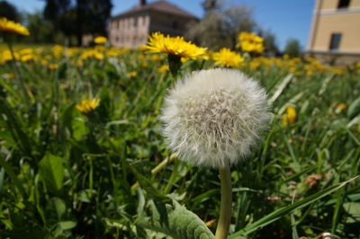 Close-up of yellow dandelion blooming outdoors