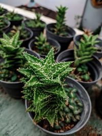 High angle view of succulent plant in pot