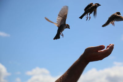 Low angle view of hand holding bird flying against sky