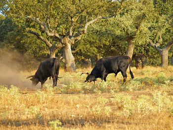 Horses on grass