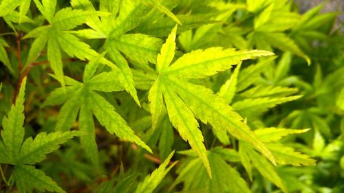 Close-up of fresh green plant