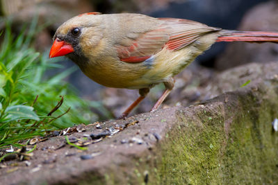 Close-up of parrot perching on wood