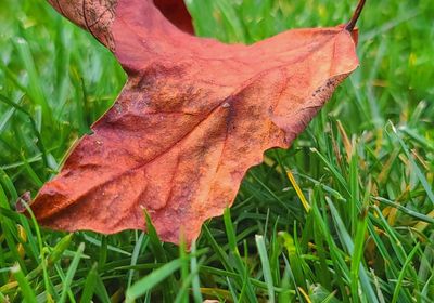 Close-up of maple leaf on grass