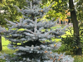 Close-up of plants against trees