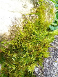 Close-up of moss growing on rock