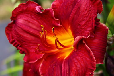 Close-up of red flower