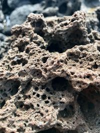 Close-up of coral in sea