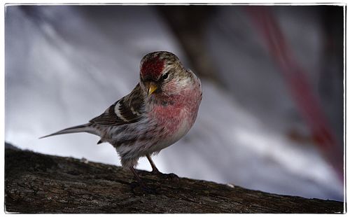 Close-up of bird perching outdoors