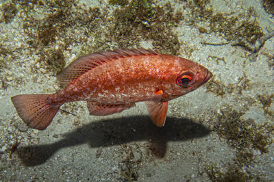 Close-up of fish swimming in sea