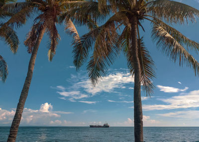 Palm trees by sea against sky