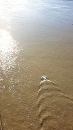 High angle view of swan swimming on lake