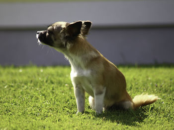 View of a dog looking away on field