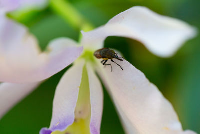 Close-up of insect on flower