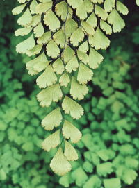 Close-up of green leaves